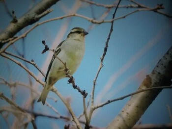 2022年3月12日(土) 奈良県の野鳥観察記録