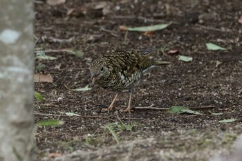 トラツグミ 馬見丘陵公園 2022年3月3日(木)