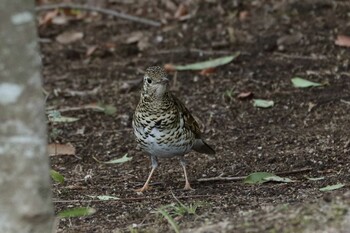 White's Thrush Unknown Spots Thu, 3/3/2022