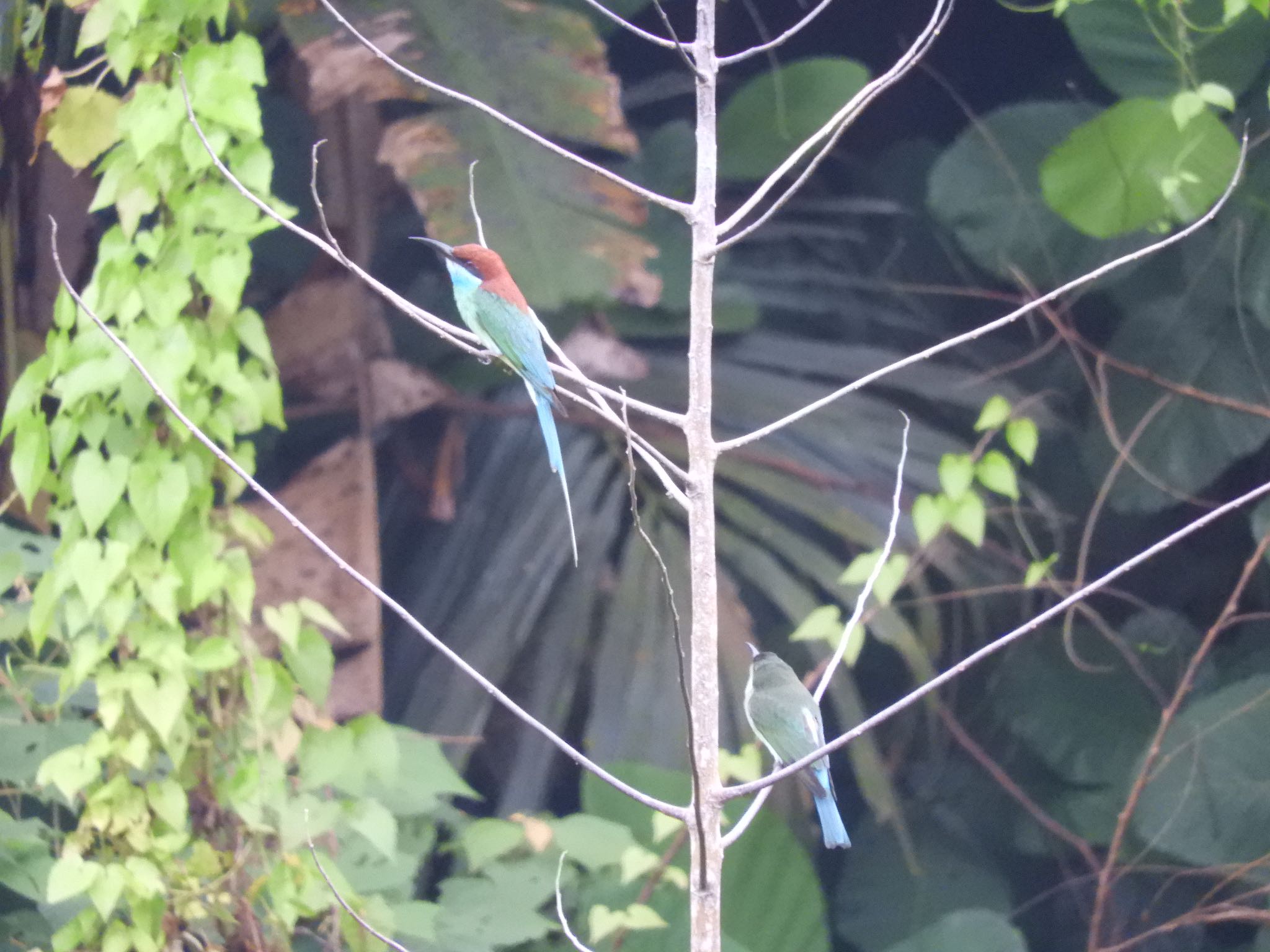 Labrador Nature Reserve(Singapore) ルリノドハチクイの写真 by ヨゼフ