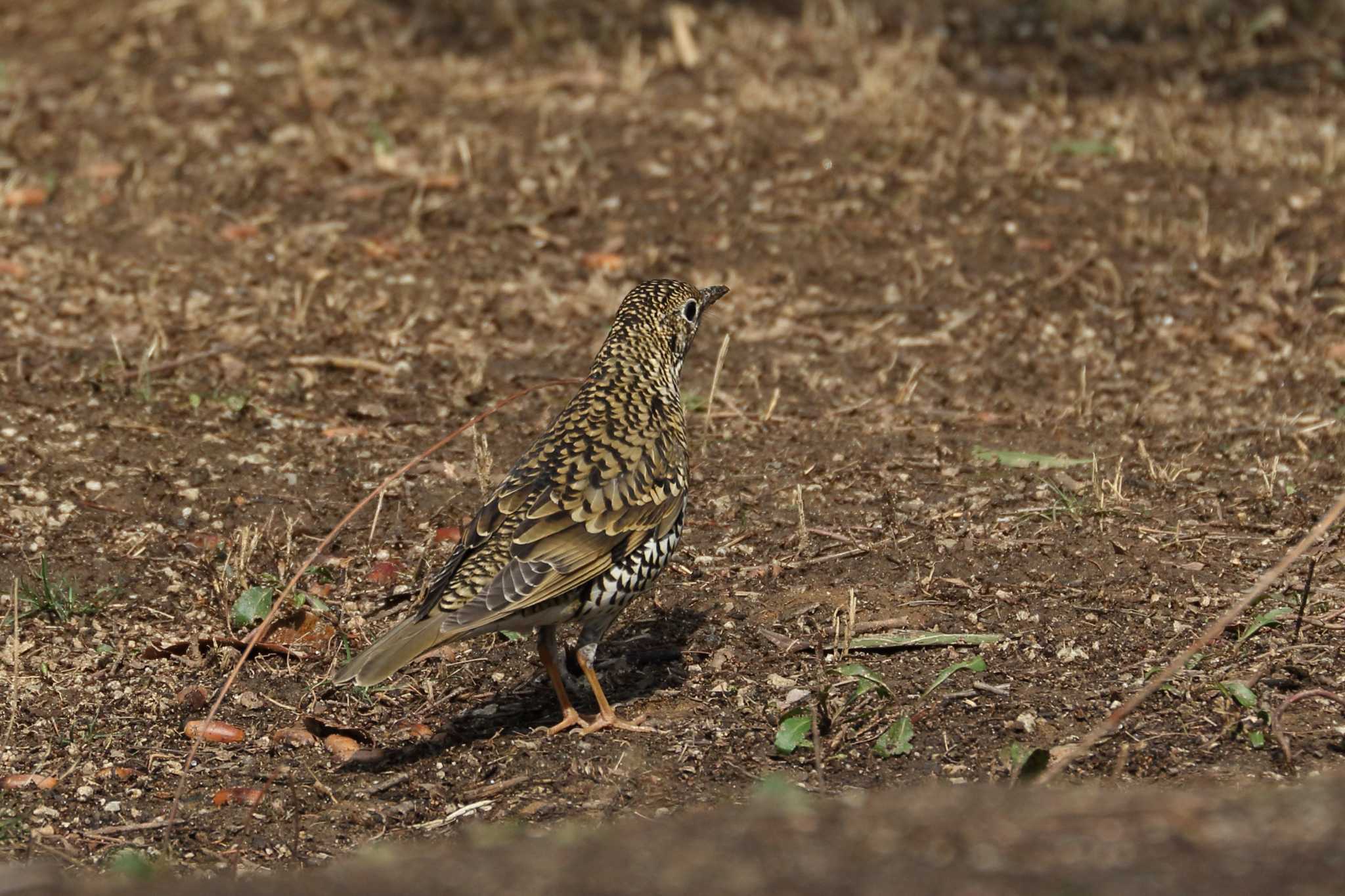 Photo of White's Thrush at 馬見丘陵公園 by SAKURA 8743