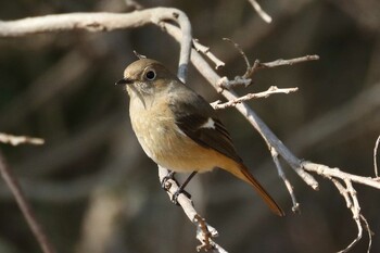 Daurian Redstart 馬見丘陵公園 Tue, 3/8/2022