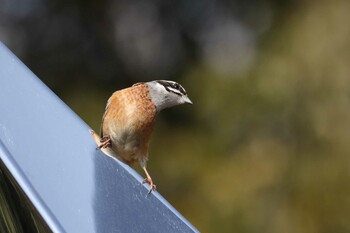 ホオジロ 馬見丘陵公園 2022年3月8日(火)