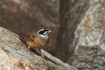 ホオジロ 馬見丘陵公園 2022年3月8日(火)