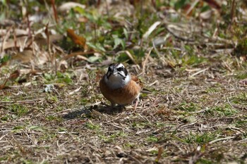 ホオジロ 馬見丘陵公園 2022年3月8日(火)