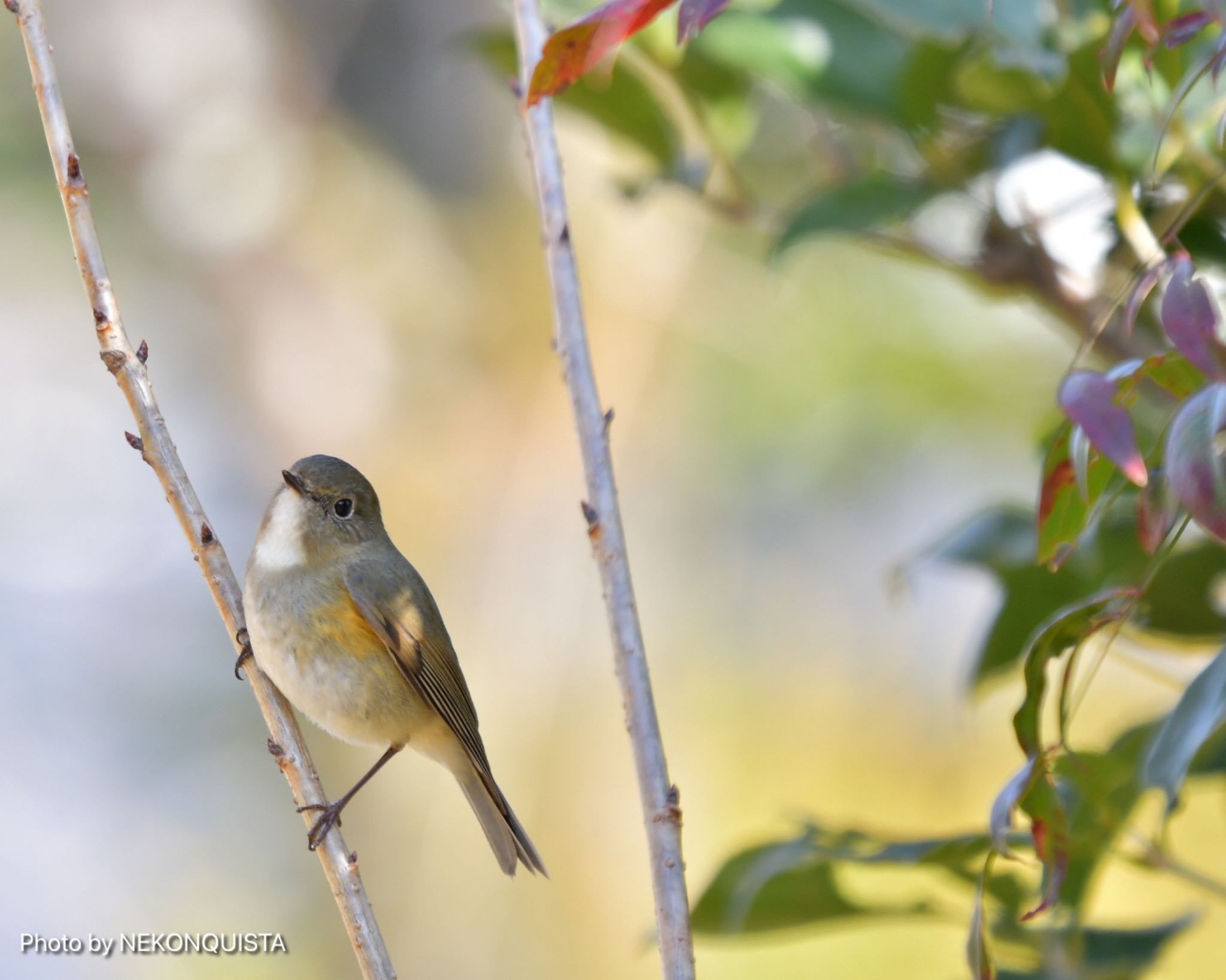 Photo of Red-flanked Bluetail at 西宮市 by NEKONQUISTA