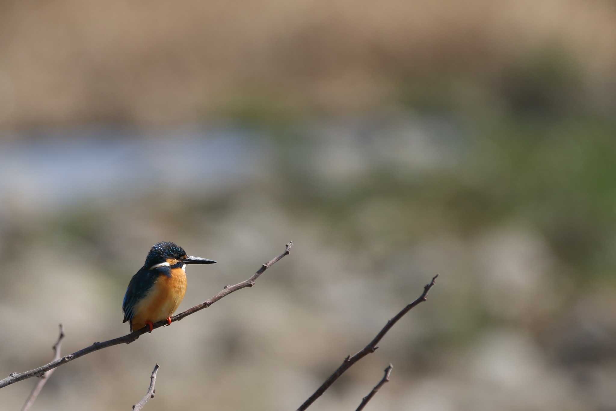 埼玉県日高市 カワセミの写真 by kingfisher_hidaka