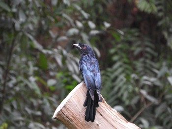 カザリオウチュウ シンガポール植物園 2017年7月26日(水)