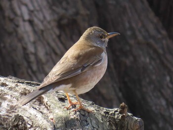 2022年2月27日(日) 北本自然観察公園の野鳥観察記録