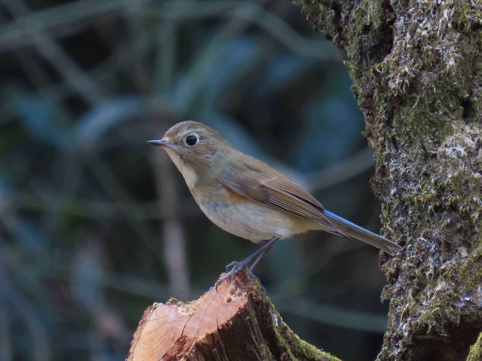 Photo of Red-flanked Bluetail at Kitamoto Nature Observation Park by ぶんちょーず