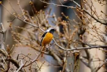 ジョウビタキ こども自然公園 (大池公園/横浜市) 2022年3月13日(日)