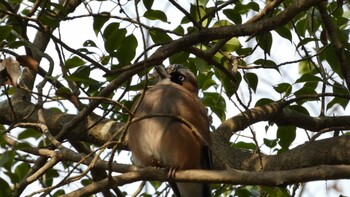 Eurasian Jay Arima Fuji Park Sun, 3/13/2022