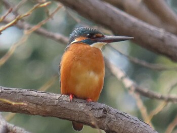 2022年3月13日(日) 清瀬金山緑地公園の野鳥観察記録