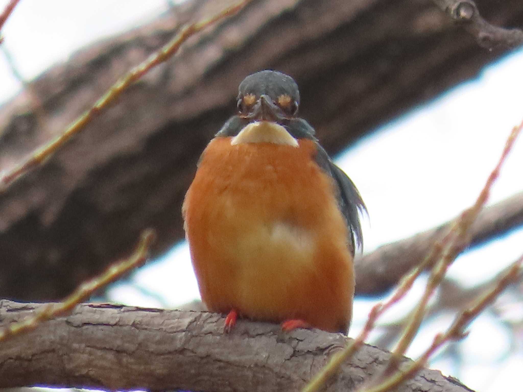 Photo of Common Kingfisher at 清瀬金山緑地公園 by ぶんちょーず