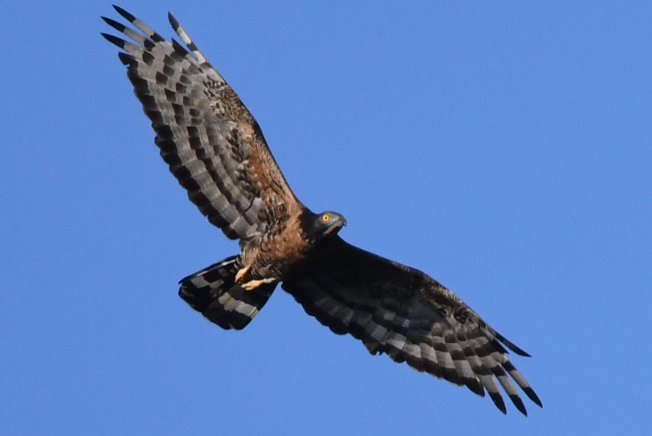 この野鳥の種類を教えてください！ by Yamaguchi Takayuki