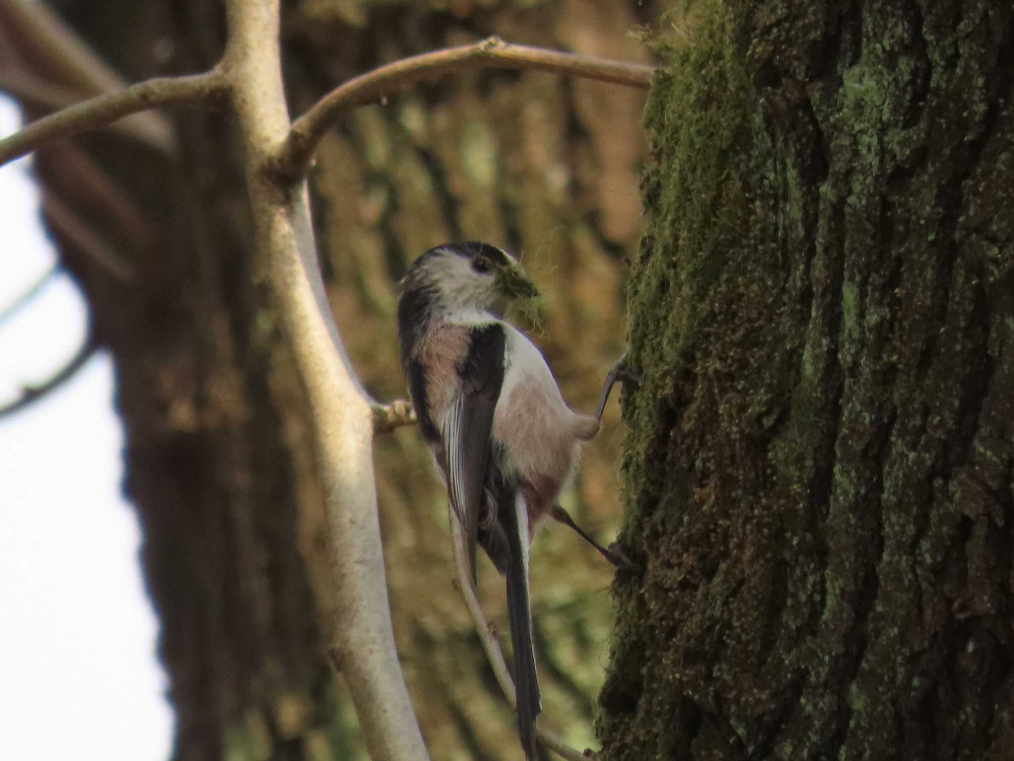 Photo of Long-tailed Tit at 清瀬金山緑地公園 by ぶんちょーず