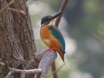 カワセミ 清瀬金山緑地公園 2022年3月13日(日)