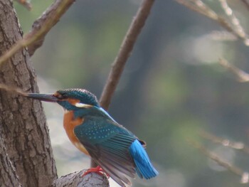 カワセミ 清瀬金山緑地公園 2022年3月13日(日)