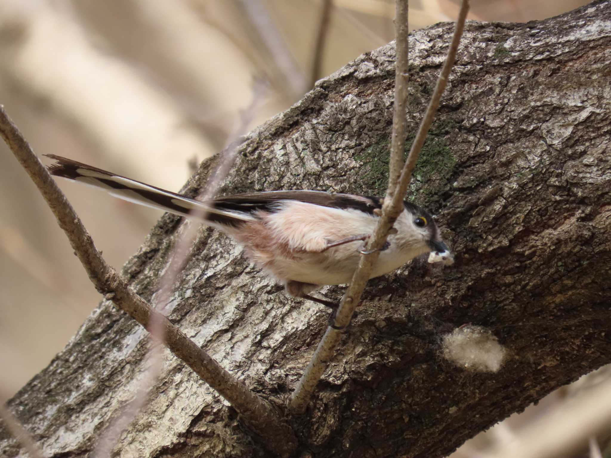 Photo of Long-tailed Tit at 清瀬金山緑地公園 by ぶんちょーず