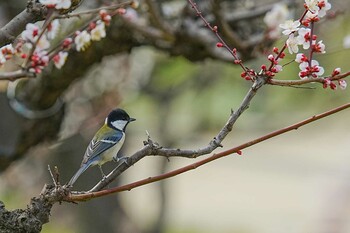 2022年3月13日(日) 大阪城の野鳥観察記録