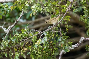 Eastern Crowned Warbler Akashi Park Sat, 9/26/2015