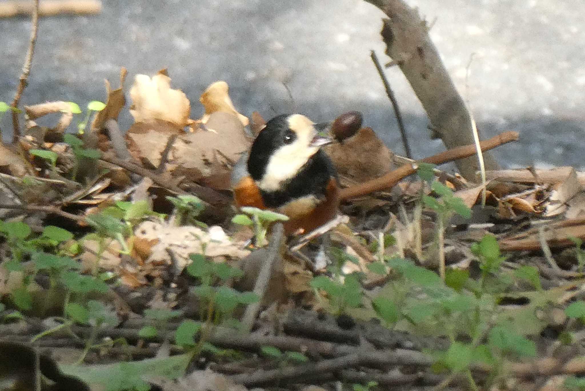 北の丸公園 ヤマガラの写真 by TaK