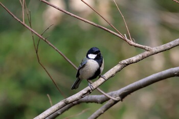 Japanese Tit 横浜市 Sun, 3/13/2022