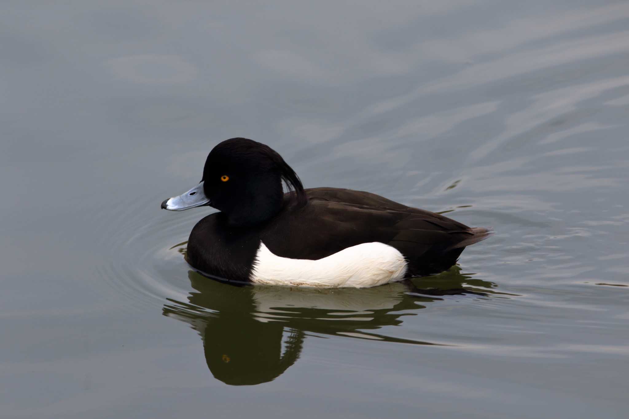 Photo of Tufted Duck at 横浜市 by reat