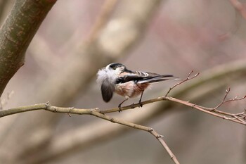 2022年3月13日(日) 横浜市の野鳥観察記録