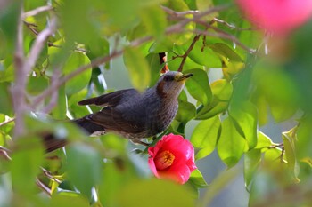 Brown-eared Bulbul 横浜市 Sun, 3/13/2022