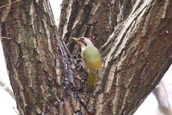 Japanese Green Woodpecker 横浜市 Sun, 3/13/2022