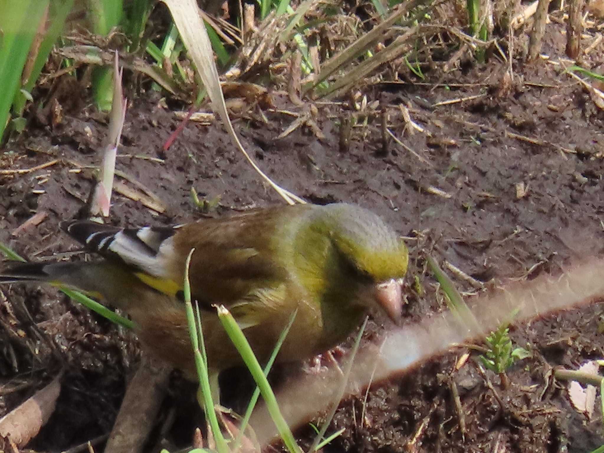 清瀬金山緑地公園 カワラヒワの写真