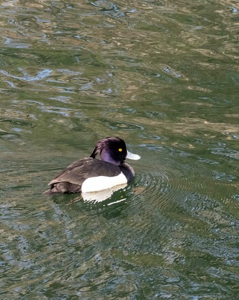 Tufted Duck 茨城県笠間市飯田ダム Sat, 3/12/2022