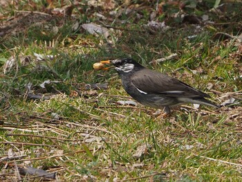 White-cheeked Starling 淀川河川公園 Sun, 3/13/2022