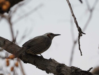 Brown-eared Bulbul 淀川河川公園 Sun, 3/13/2022