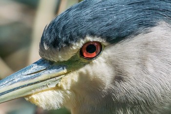 Black-crowned Night Heron Akashi Park Tue, 2/28/2017