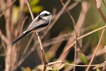 Long-tailed Tit Kinuta Park Sat, 3/12/2022