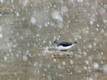 Green Sandpiper 兵庫県豊岡市 Sun, 2/5/2006