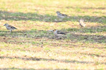 シメ 砧公園 2022年3月12日(土)