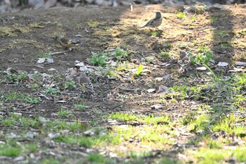 Grey-capped Greenfinch Kinuta Park Sat, 3/12/2022