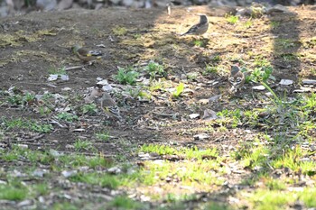 カワラヒワ 砧公園 2022年3月12日(土)