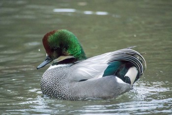 Falcated Duck 京都府立植物園 Thu, 3/9/2017