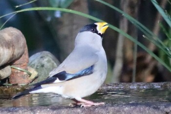 Japanese Grosbeak Kyoto Gyoen Tue, 2/22/2022