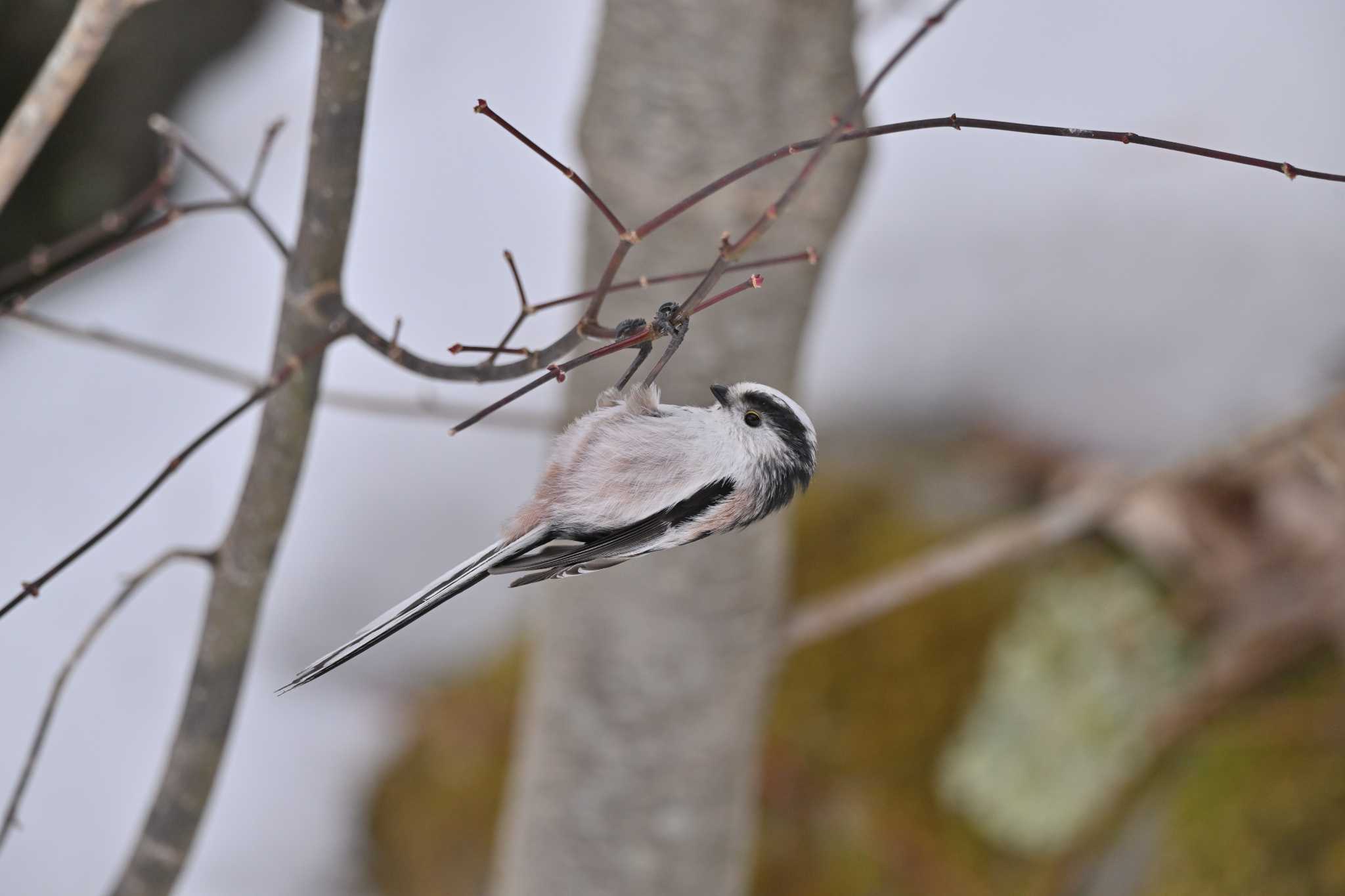 Photo of Long-tailed Tit at 岡谷林道 by ダイ