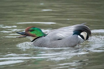 Falcated Duck 京都府立植物園 Thu, 3/9/2017