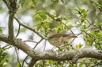 Sakhalin Leaf Warbler Akashi Park Sat, 9/26/2015