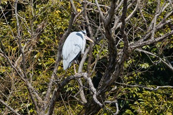 Grey Heron Hikarigaoka Park Thu, 3/10/2022