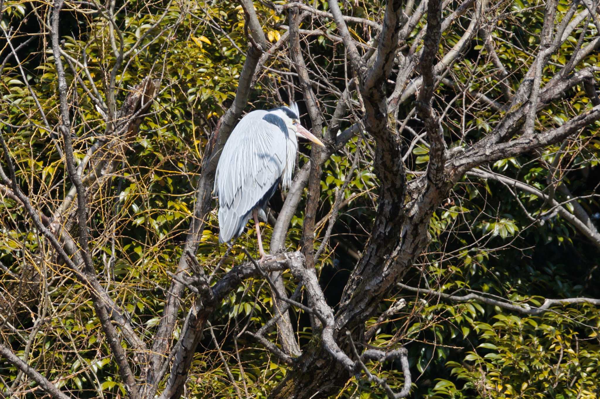 Photo of Grey Heron at Hikarigaoka Park by そくば