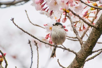Long-tailed Tit 大山崎山荘美術館 Tue, 3/29/2016