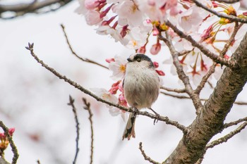 エナガ 大山崎山荘美術館 2016年3月29日(火)